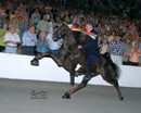 Racking Horse World Celebration